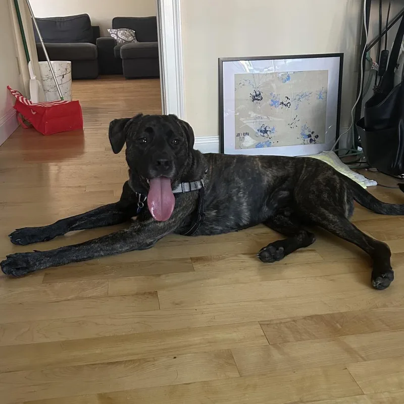 A young large-sized male Brindle Mixed Breed dog named Earl for adoption in South Burlington, VT