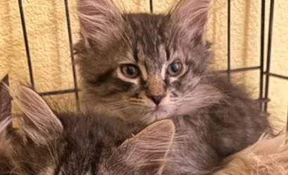A baby medium-sized male Domestic Medium Hair cat named Pepe for adoption in Reno, NV