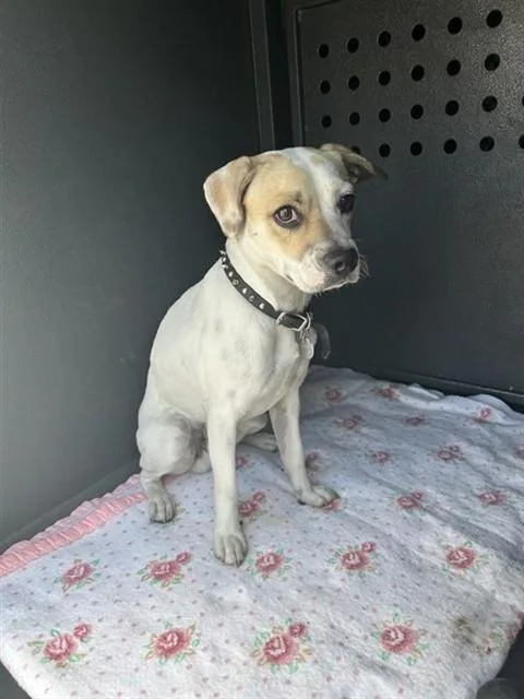 An adult medium-sized male Terrier dog named Puppy for adoption in Baldwin Park, CA
