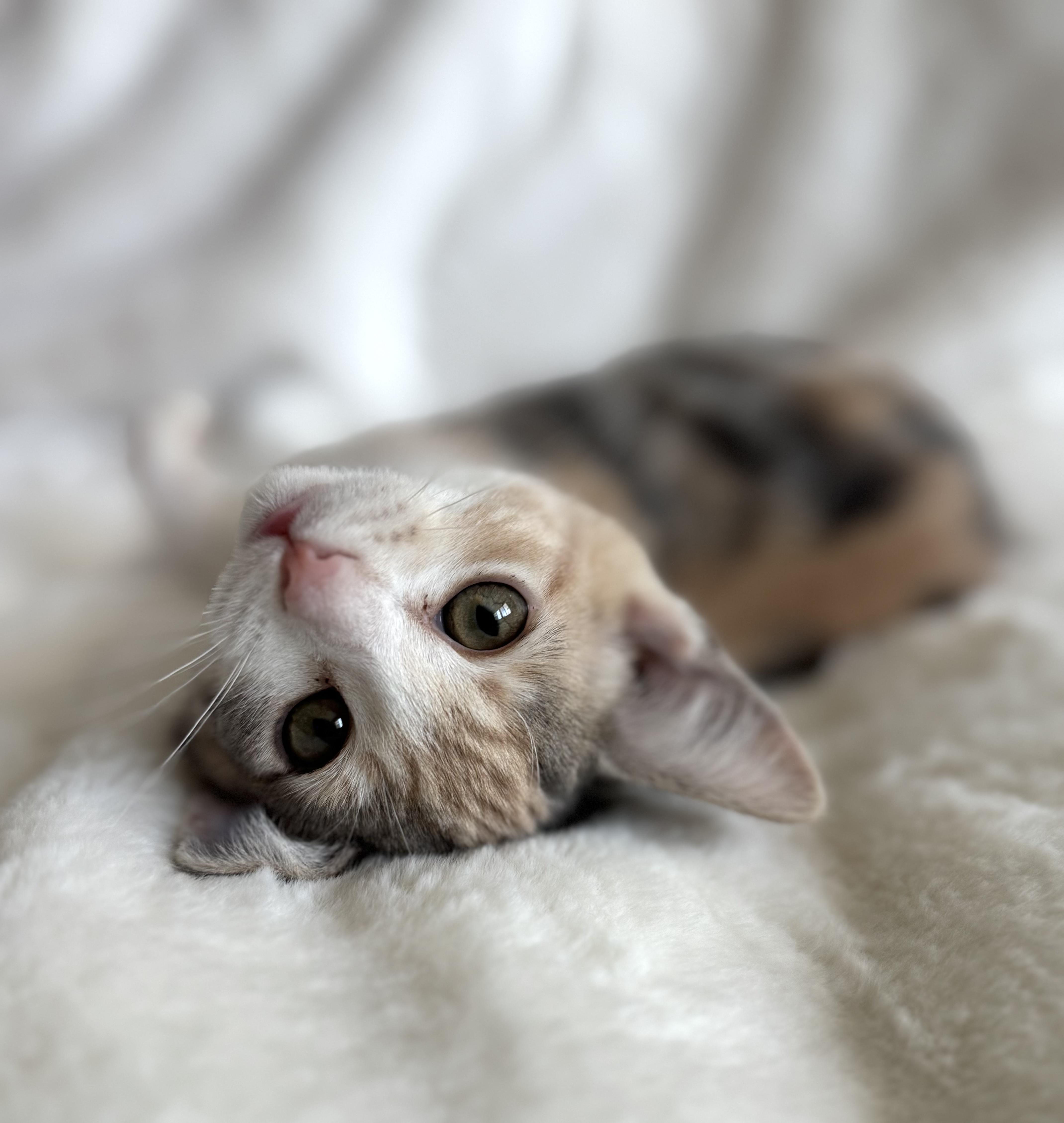 A baby medium-sized female Dilute Calico Domestic Short Hair cat named Peach Cobbler for adoption in Davis, CA