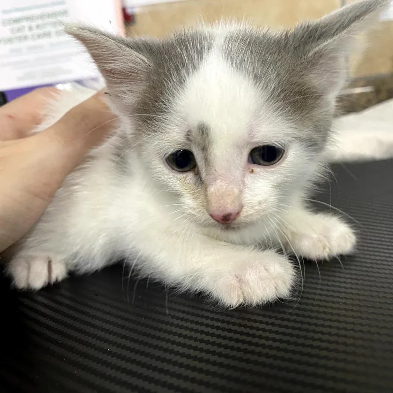 A baby small-sized male White Domestic Short Hair cat named Wheeler for adoption in Eureka Springs, AR