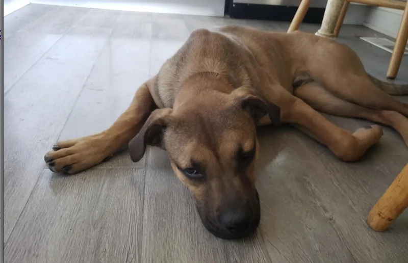 A young medium-sized male Brown / Chocolate Shepherd dog named Carmelo for adoption in Plainfield, IL