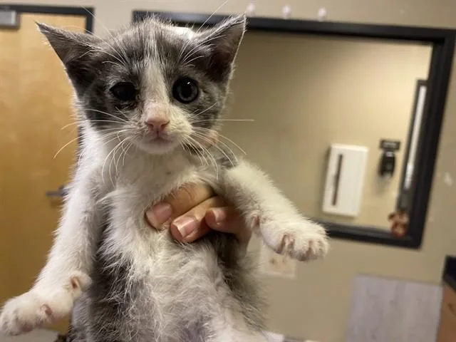 A baby small-sized female Domestic Medium Hair cat named Willow for adoption in Modesto, CA