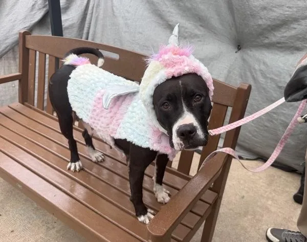 An adult large-sized female Mixed Breed dog named Lola for adoption in Staten Island, NY