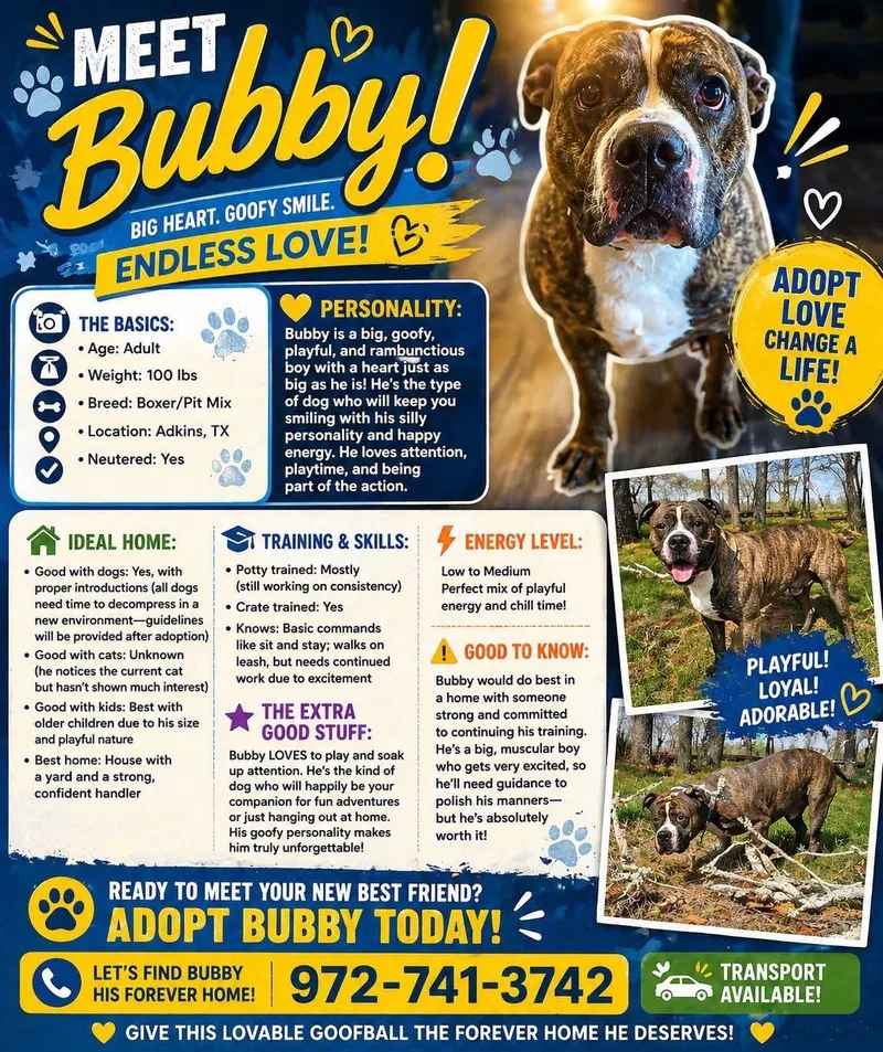 An adult large-sized male Tricolor (Brown, Black, & White) Boxer dog named Bubby for adoption in San Antonio, TX