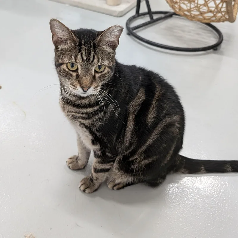 An adult large-sized male Domestic Short Hair cat named Sarge for adoption in West Palm Beach, FL
