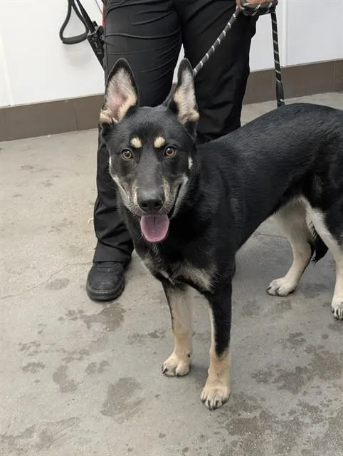 A young medium-sized female German Shepherd Dog dog named Daisy for adoption in Tucson, AZ
