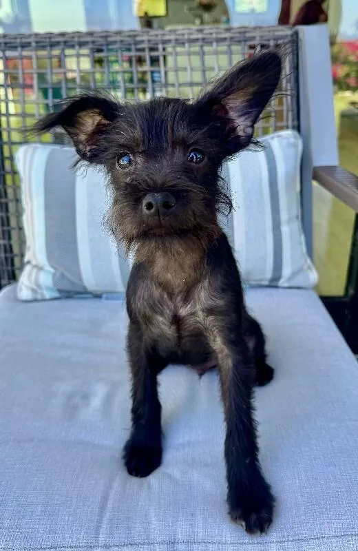 A young small-sized male Black Terrier dog named Lennox for adoption in Valley Village, CA