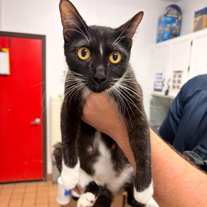 An adult medium-sized female Black Domestic Short Hair cat named Flora for adoption in Bryan, TX