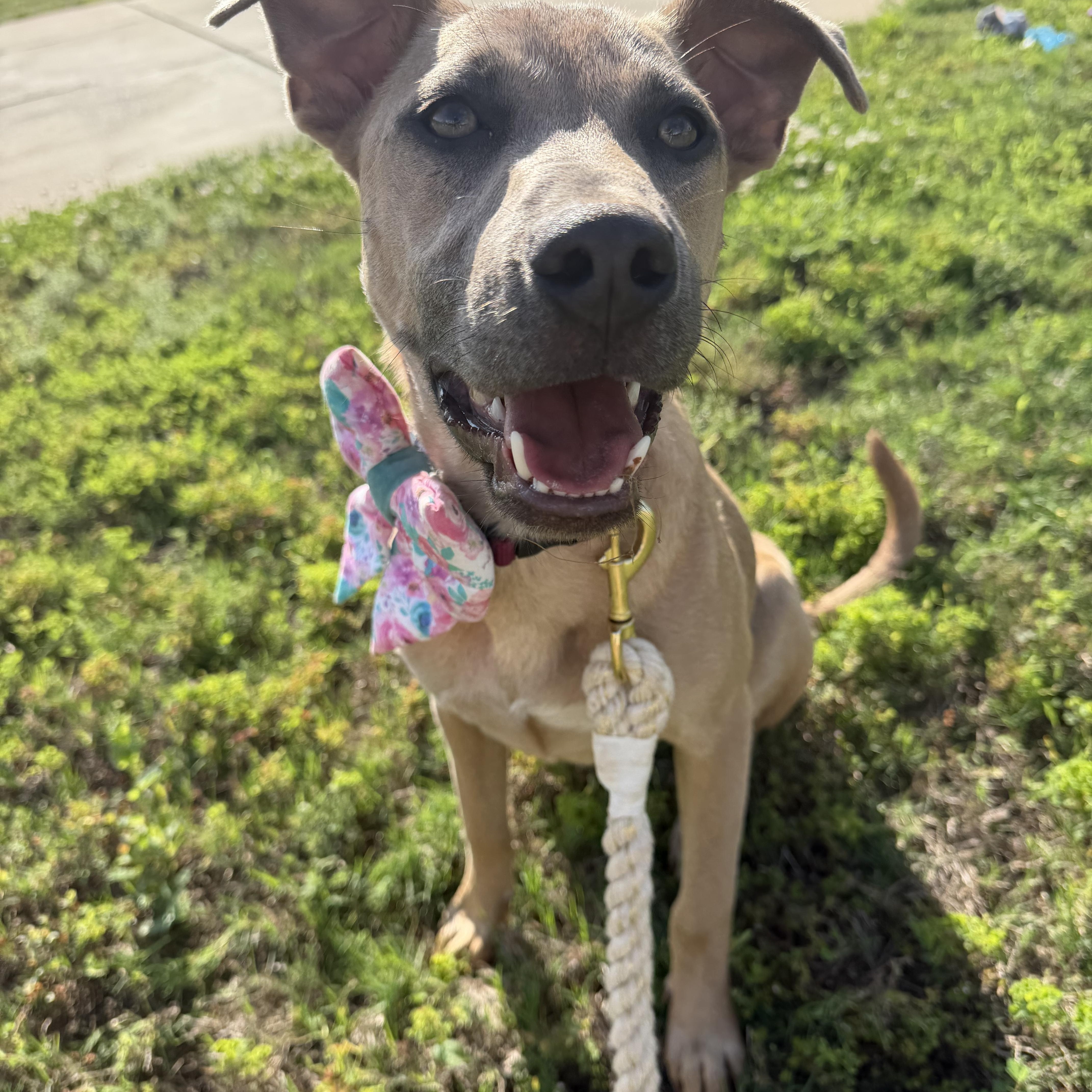 A young medium-sized female Brown / Chocolate Labrador Retriever dog named Dakota A Playful for adoption in Pennington, NJ