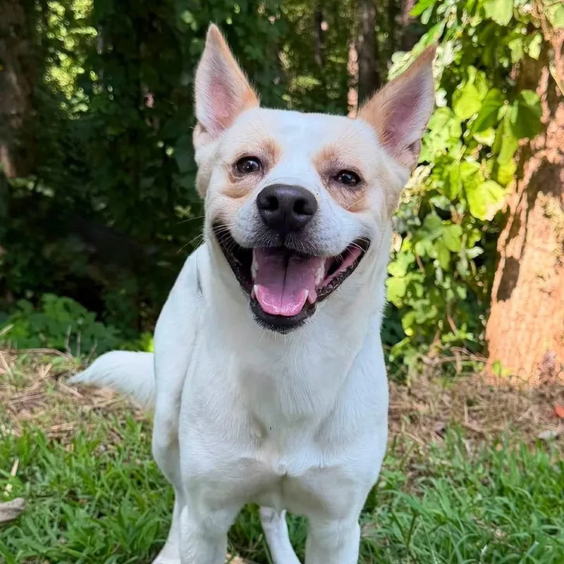 An adult medium-sized male White / Cream Mixed Breed dog named Rooster for adoption in Alexandria, VA