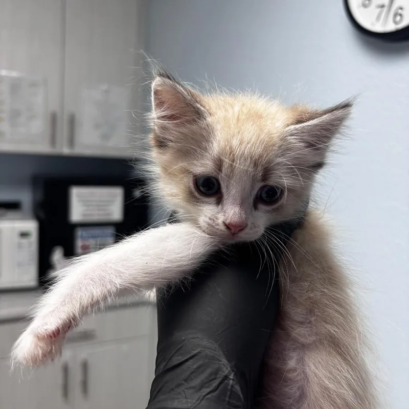 A baby small-sized male Domestic Medium Hair cat named Grimace for adoption in Riverside, CA