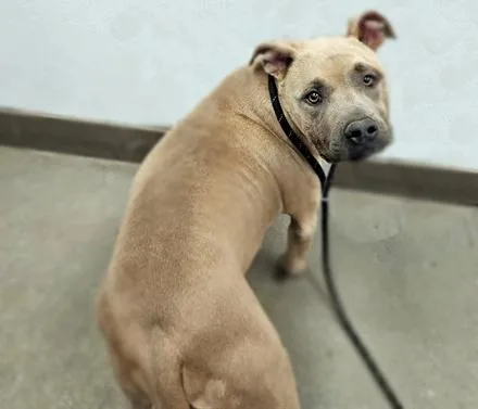 An adult small-sized male Pit Bull Terrier dog named Chicken Nugget for adoption in Tucson, AZ