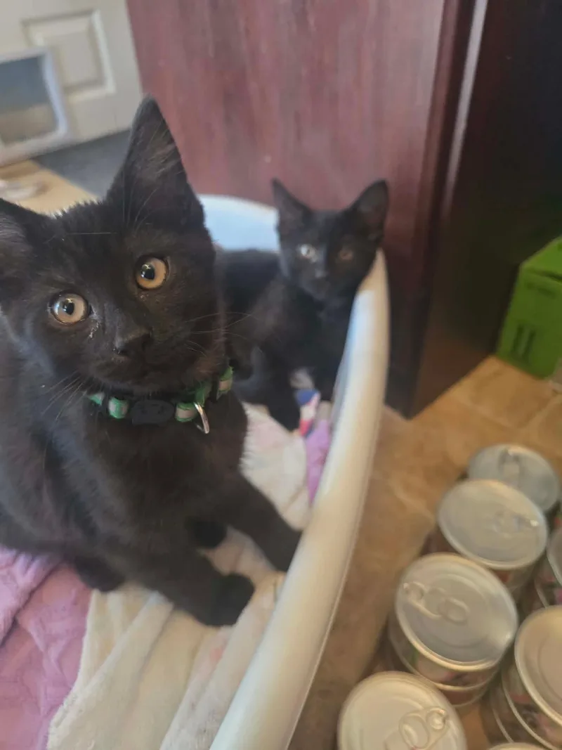 A young medium-sized female Black Domestic Short Hair cat named Poblano for adoption in Bensalem, PA