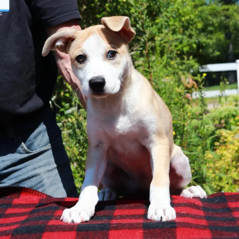 A baby medium-sized female Yellow / Tan / Blond / Fawn Terrier dog named CT Pixie for adoption in Eastford, CT