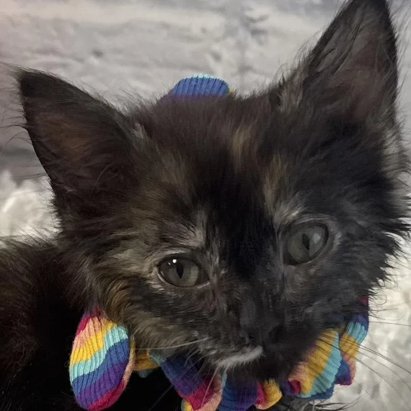 Sherbert