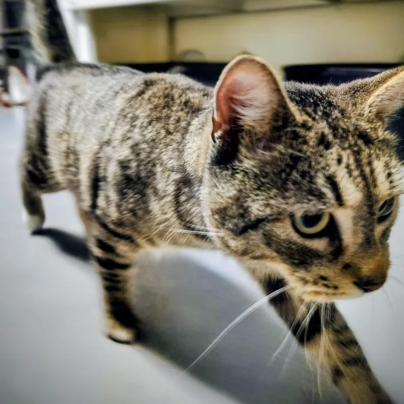 Chimichanga thumbnail 2