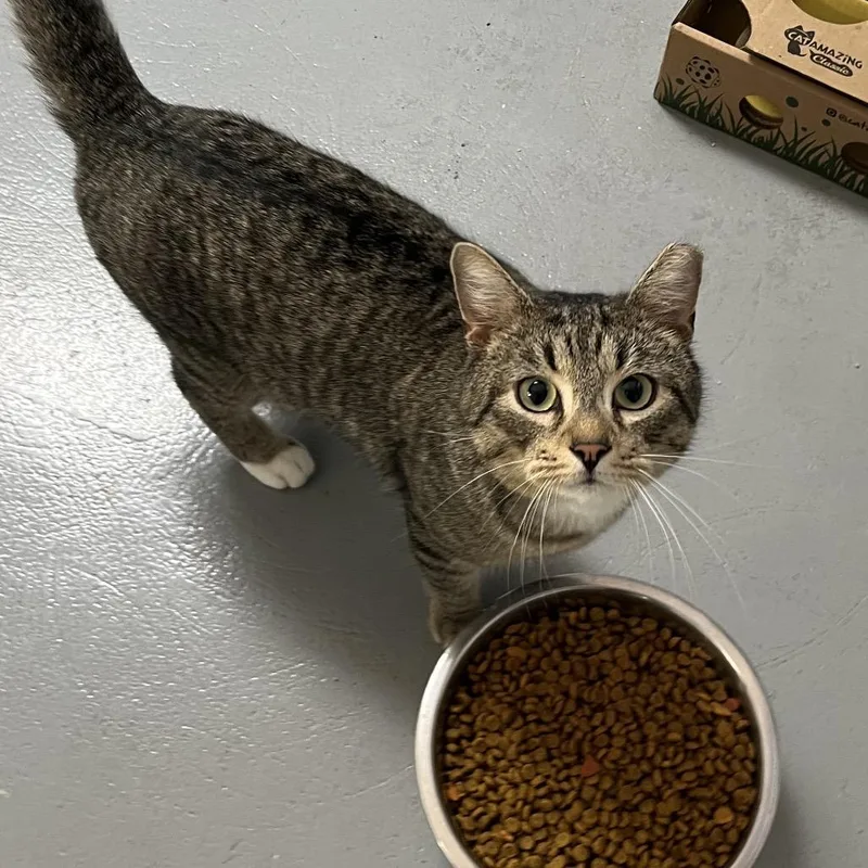 Chimichanga thumbnail 3