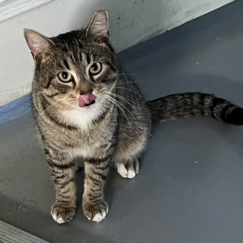 Chimichanga thumbnail 4