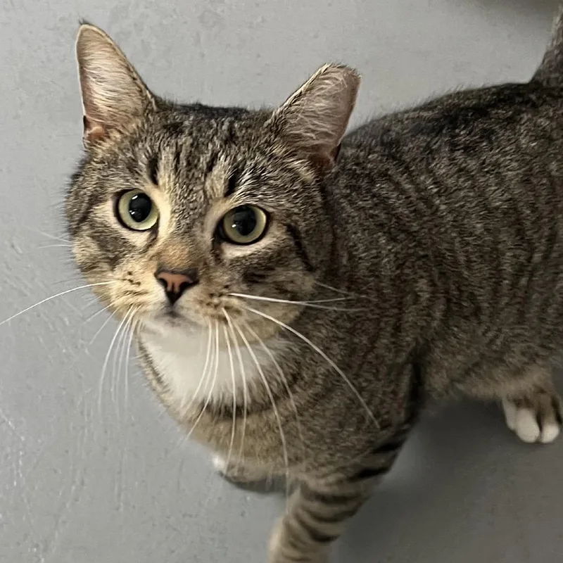 Chimichanga thumbnail 5