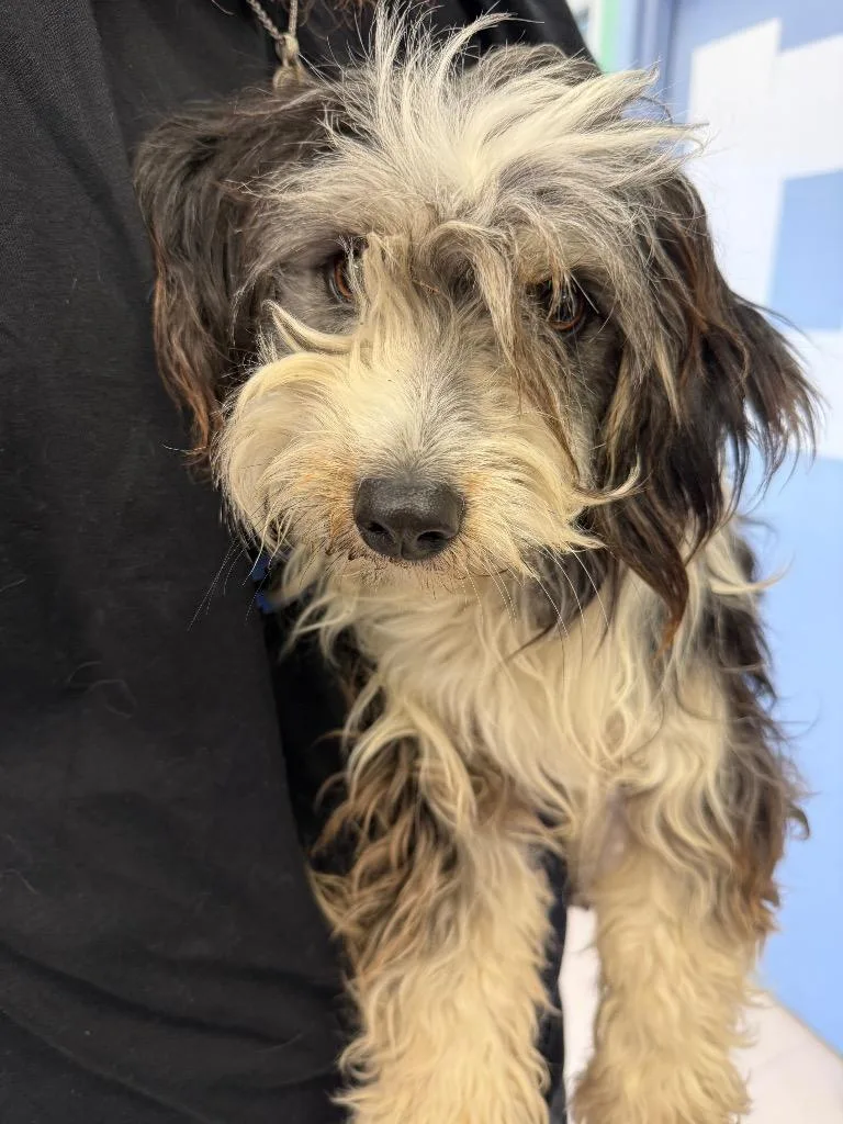 An adult medium-sized female Wheaten Terrier dog named Onyx for adoption in Belton, TX