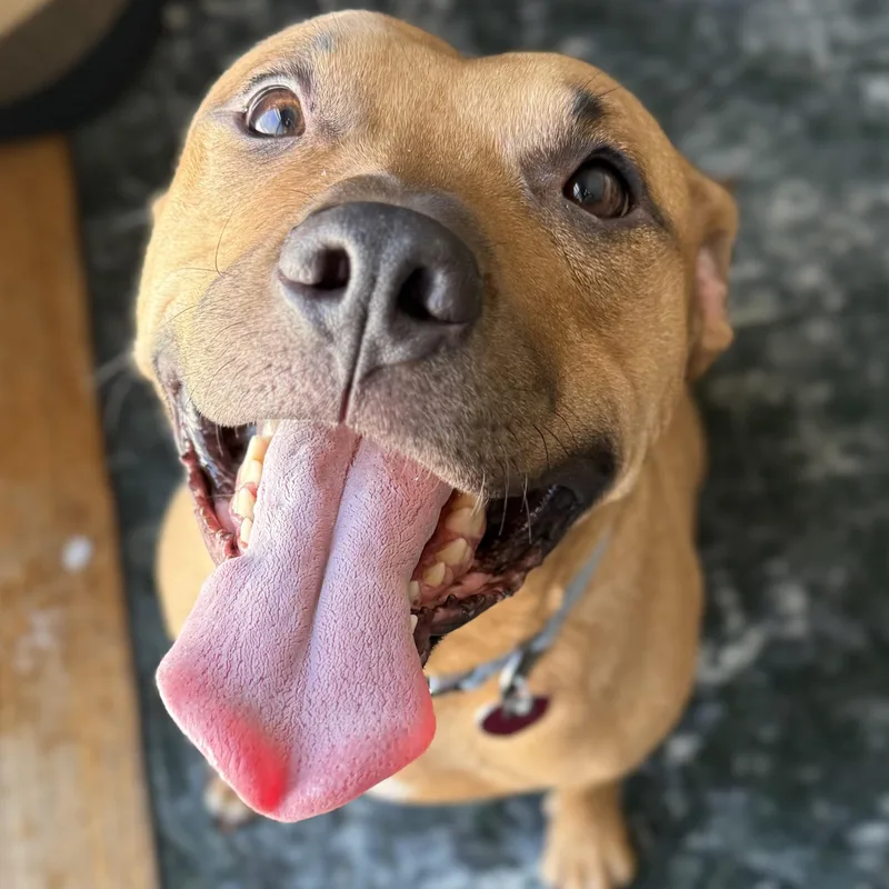 Smiley Wiley thumbnail 3