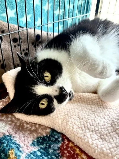 A senior medium-sized male Domestic Short Hair cat named Tom for adoption in New Orleans, LA