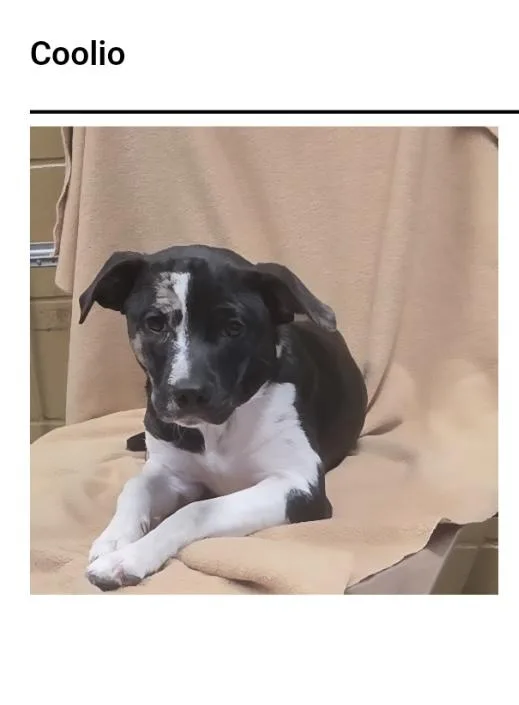 A baby small-sized male Catahoula Leopard Dog dog named Coolio for adoption in Westport, CT
