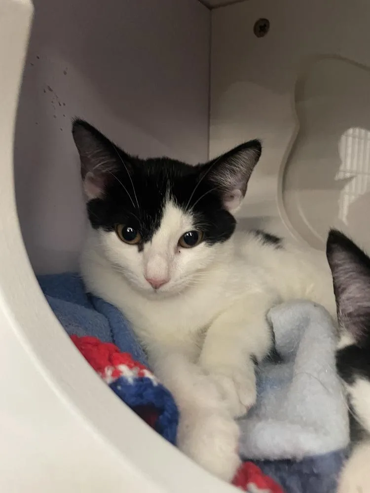 A baby small-sized female Black & White / Tuxedo Domestic Short Hair cat named Boule for adoption in Orlando, FL