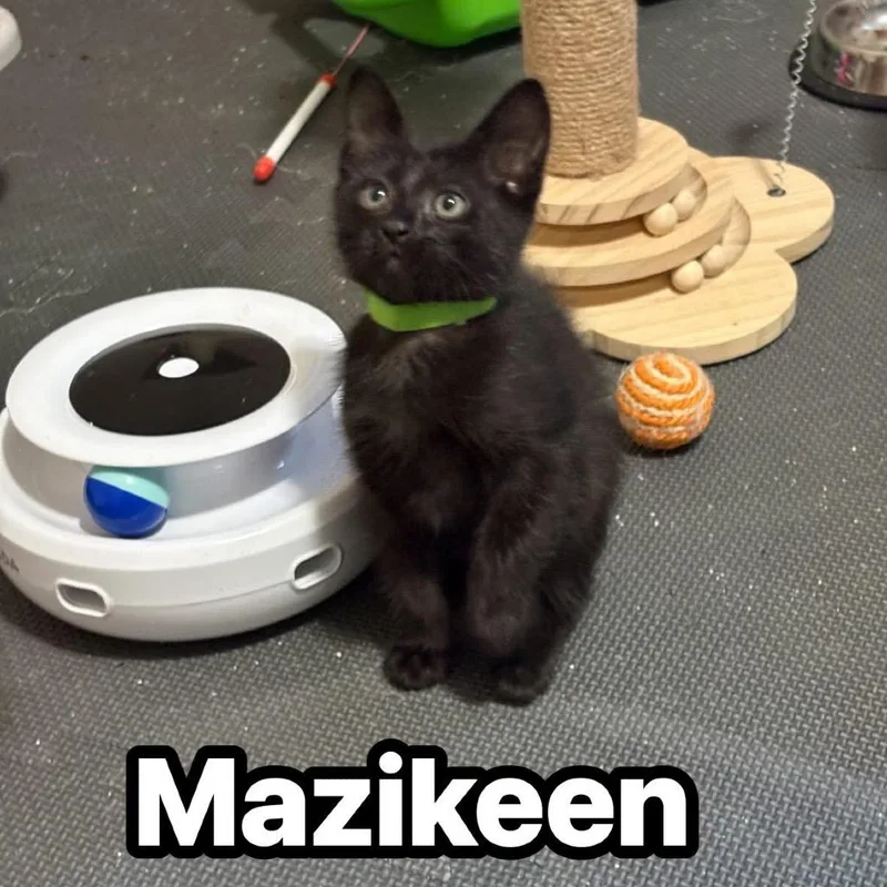 A baby small-sized female Gray / Blue / Silver Russian Blue cat named Mazikeen for adoption in Wichita, KS