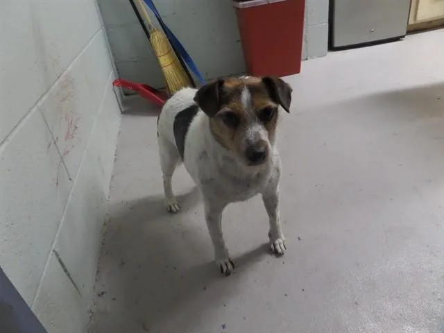 An adult small-sized female Parson Russell Terrier dog named Francis for adoption in Augusta, GA