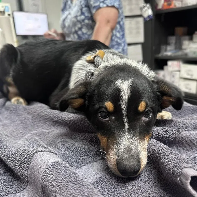 A baby small-sized female Black Australian Cattle Dog / Blue Heeler dog named Buster Bar for adoption in Pekin, IL