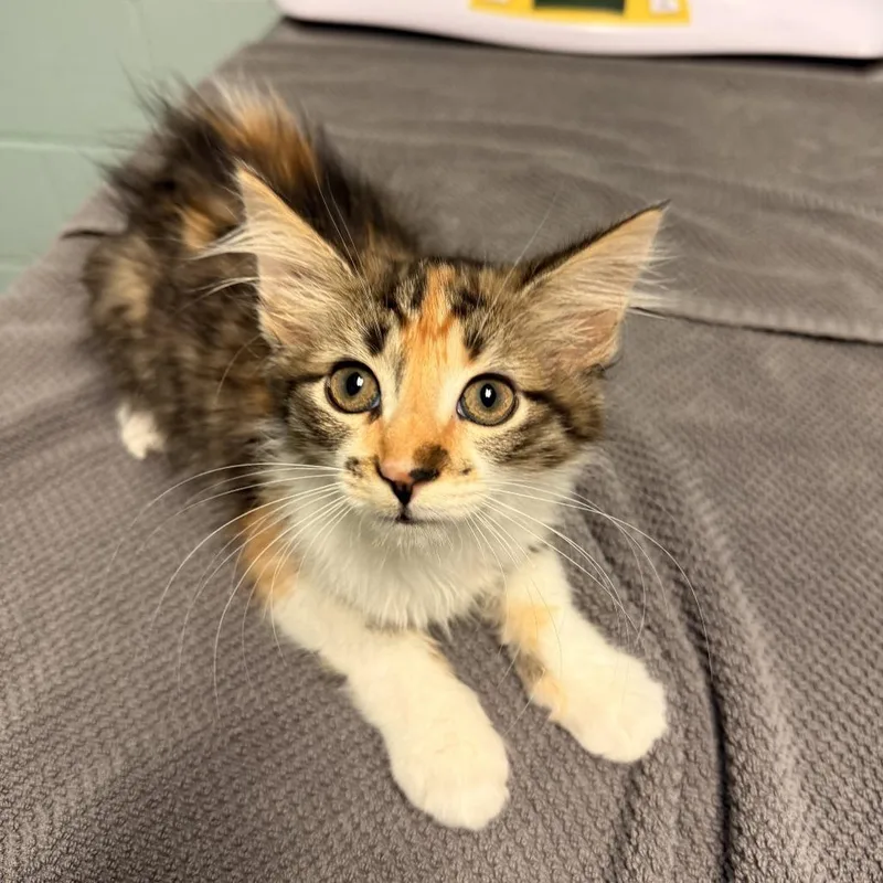 A baby small-sized female White Domestic Long Hair cat named Fawn for adoption in Fredericksburg, VA