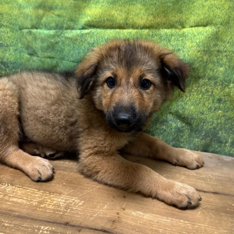 A baby small-sized male Shepherd dog named Josh for adoption in Normal, IL