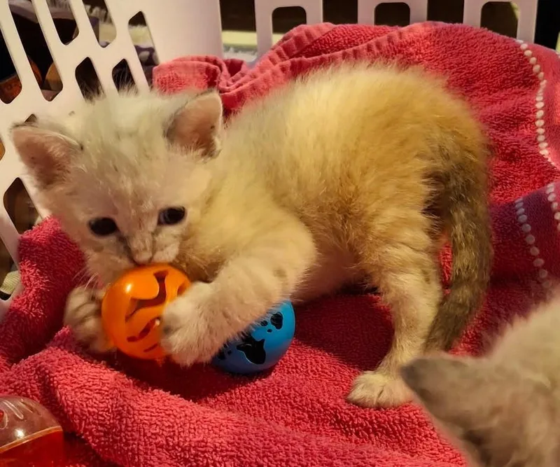 A baby small-sized female White Domestic Short Hair cat named Hedwig for adoption in Rockwall, TX