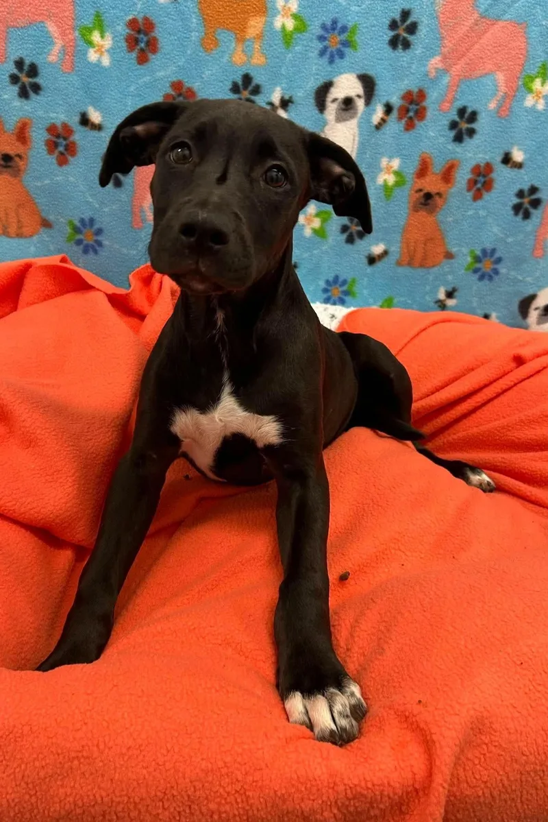 A baby medium-sized female Mixed Breed dog named Cora for adoption in Holbrook, NY