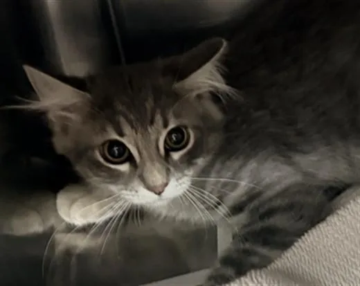 A baby medium-sized female Domestic Long Hair cat named Sammie for adoption in Chatsworth, CA