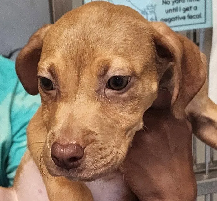 A young medium-sized female Terrier dog named Spinach for adoption in Hilton Head Island, SC
