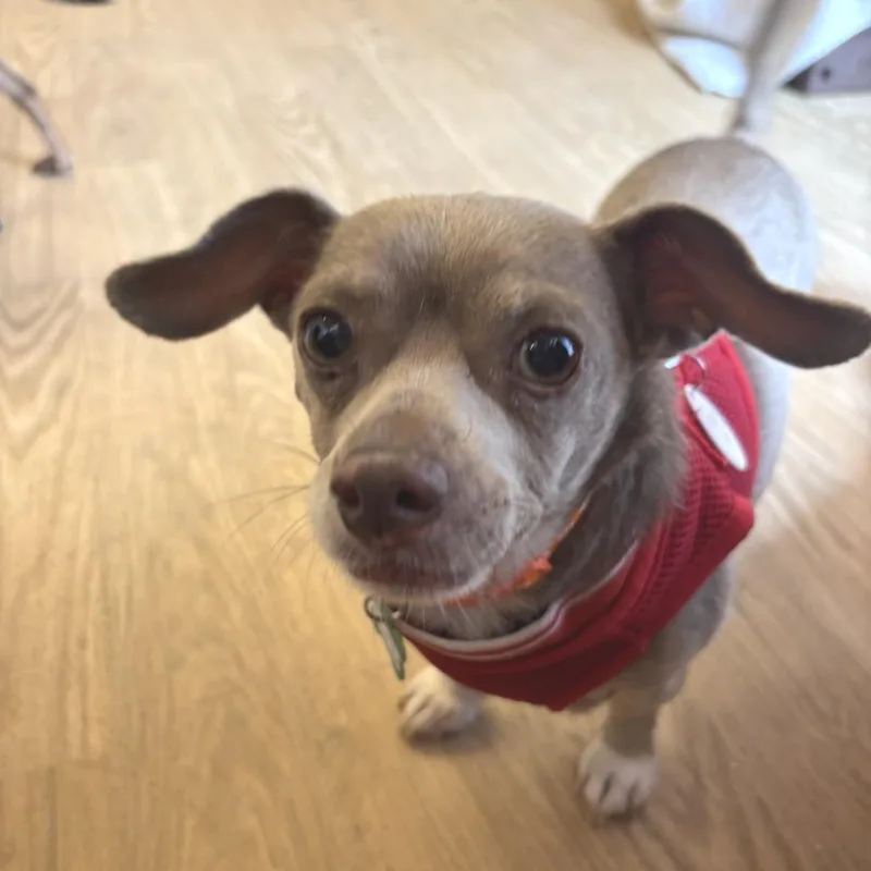 A senior small-sized female Brown / Chocolate Terrier dog named Desert Sand for adoption in San Francisco, CA