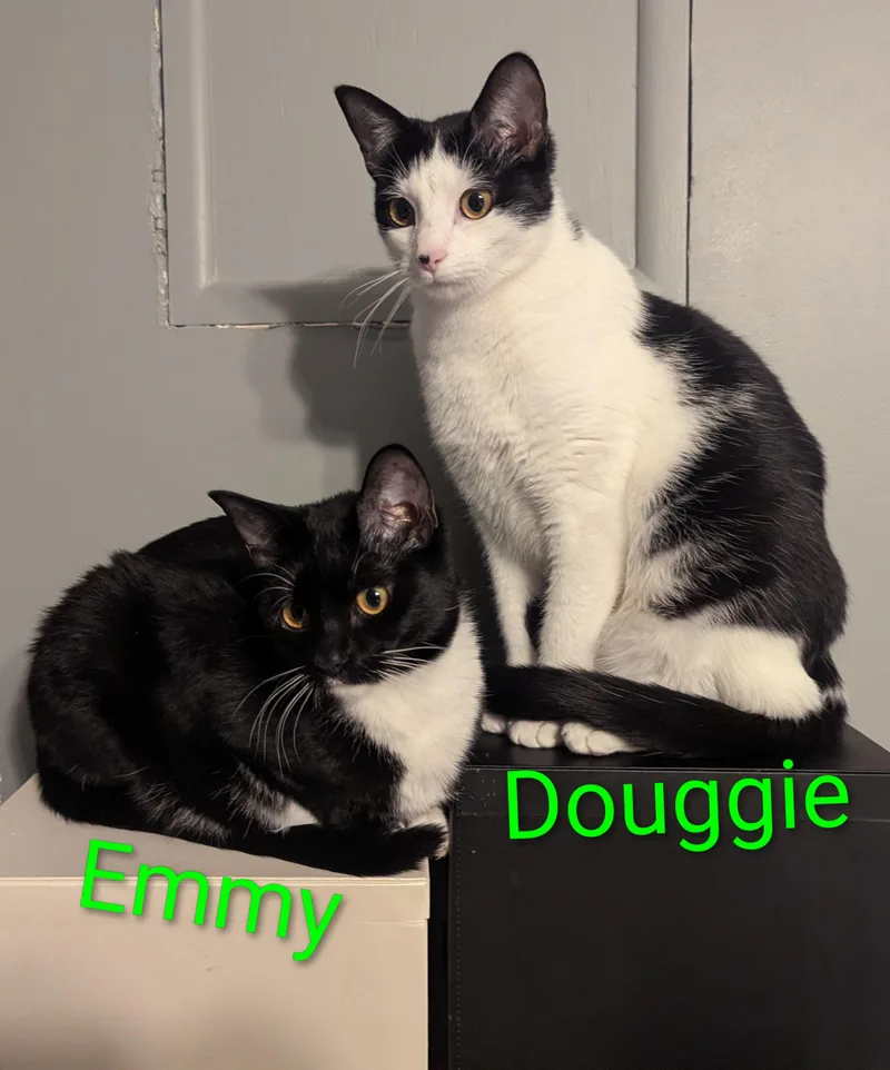 Douggie thumbnail 3