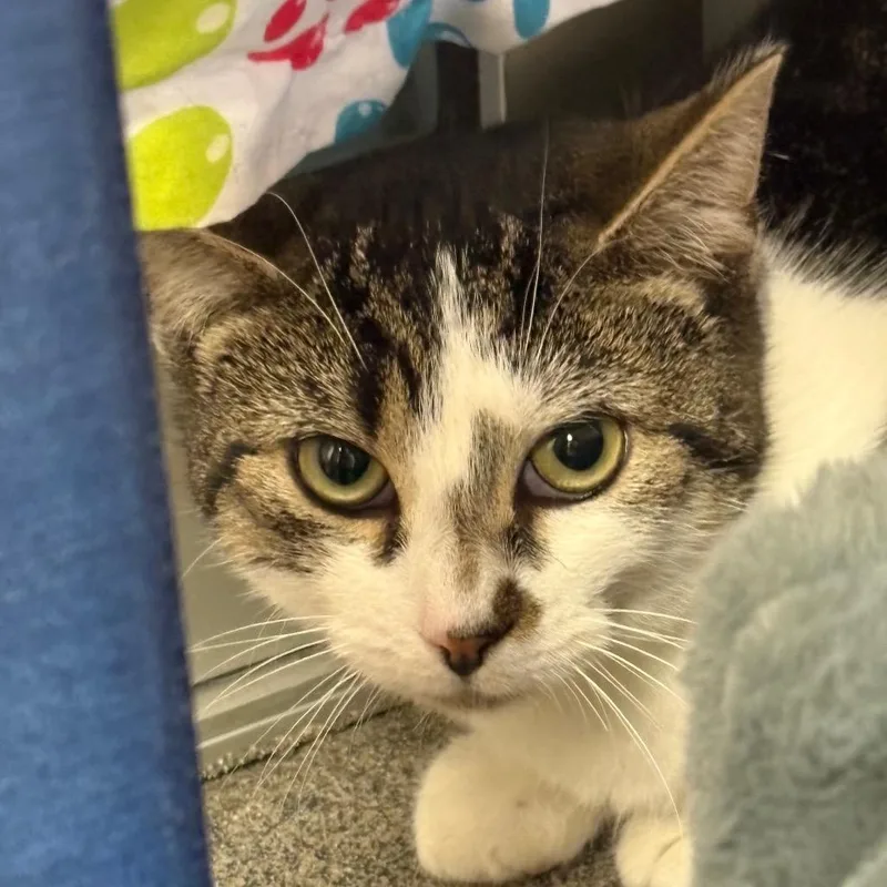A young small-sized female Gray / Blue / Silver Domestic Short Hair cat named Grilled Cheese for adoption in Brockton, MA
