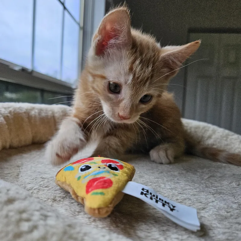 A baby large-sized male Orange / Red Domestic Short Hair cat named Neon Carrot for adoption in Seneca, SC