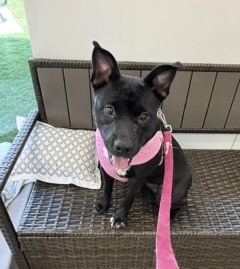 A young medium-sized female Black American Staffordshire Terrier dog named Saber for adoption in Benbrook, TX