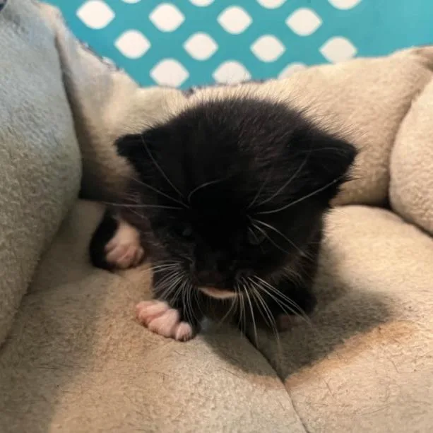 A baby small-sized female Black Domestic Short Hair cat named Sox for adoption in Bedford, NH