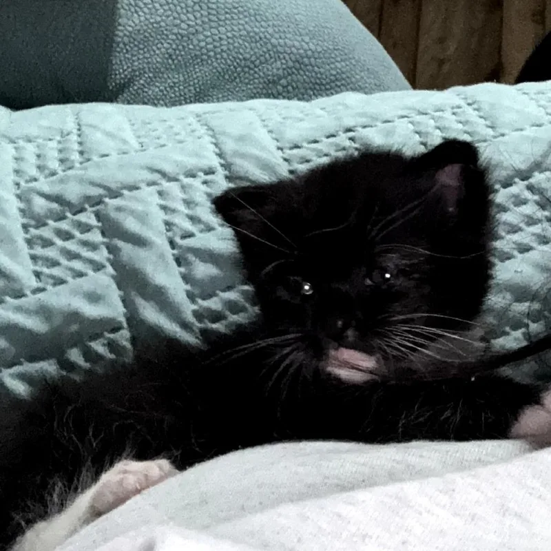 Sox thumbnail 4