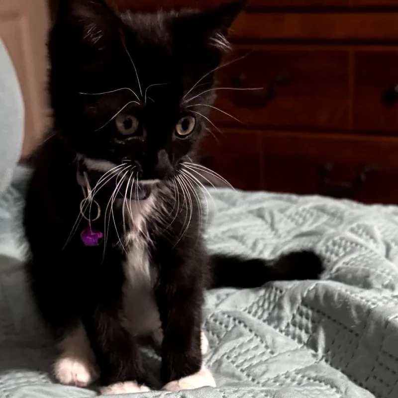 Sox thumbnail 5