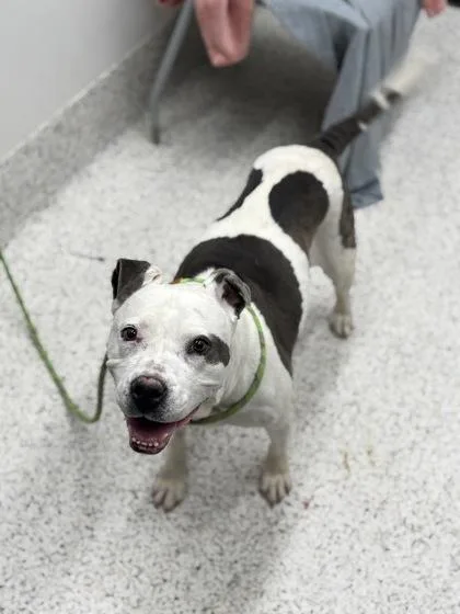 A senior large-sized female Mixed Breed dog named Meatloaf for adoption in Atlanta, GA