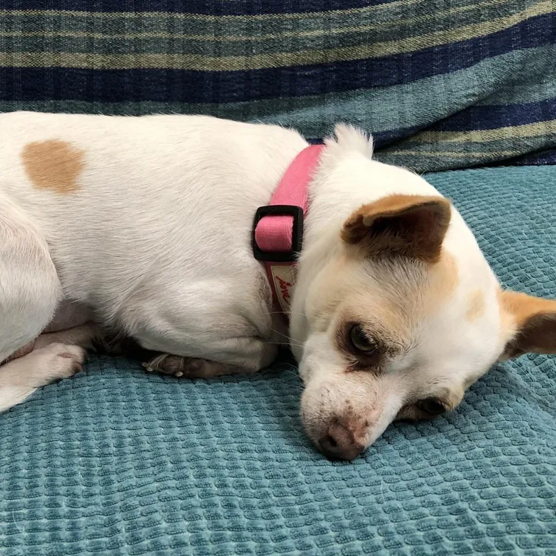 A senior small-sized female White / Cream Chihuahua dog named Hilary for adoption