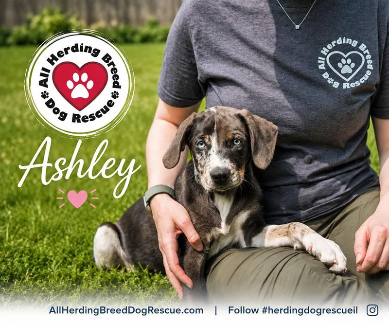 A baby medium-sized female Brown / Chocolate Catahoula Leopard Dog dog named Ashley for adoption in Joliet, IL