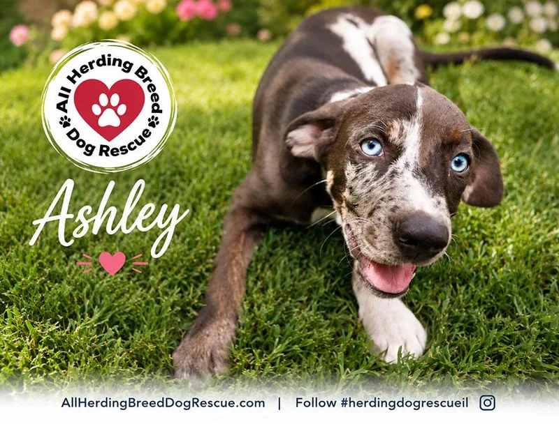 Ashley thumbnail 2